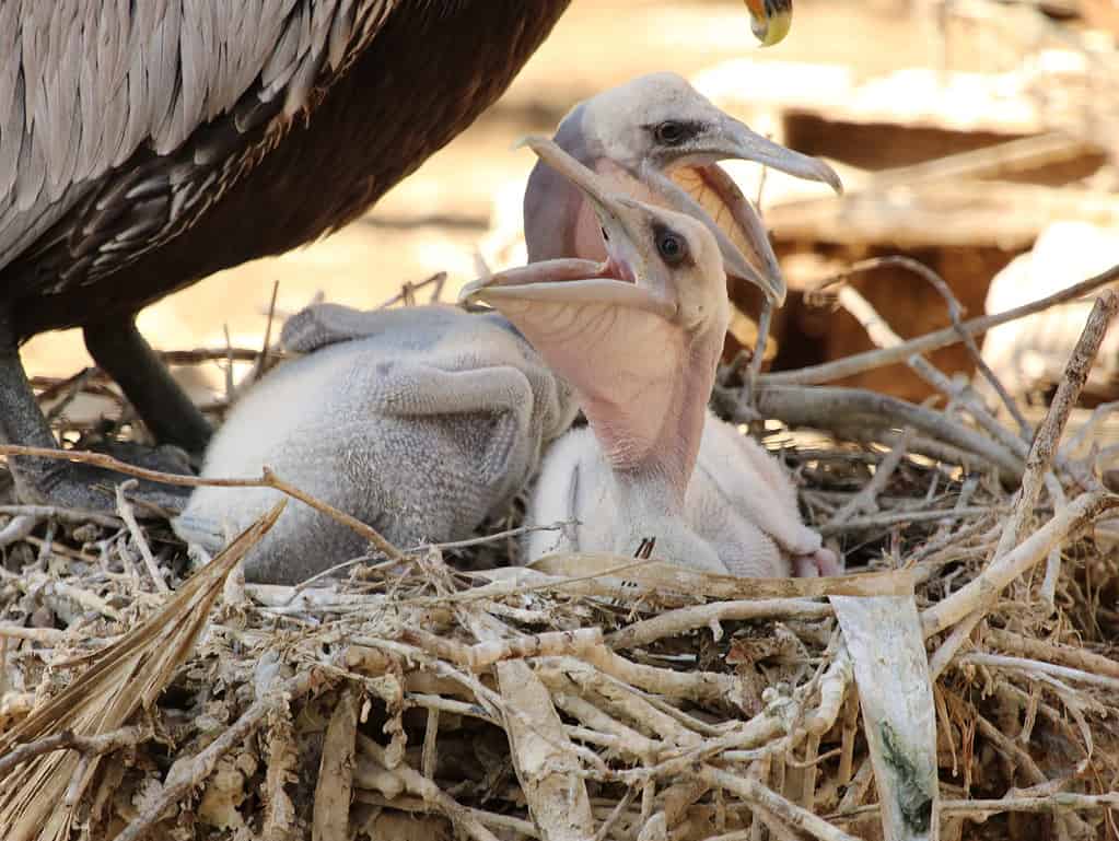 Pellicani marroni affamati