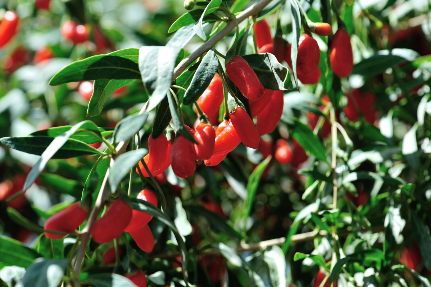 Frutti e piante di bacche di Goji nel campo del sole