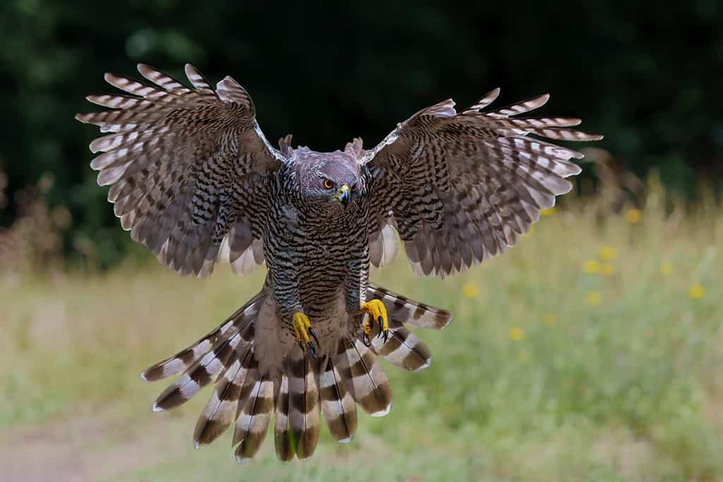 Astore (accipiter gentilis) alla ricerca di cibo e vola nella foresta del Brabante Settentrionale nei Paesi Bassi