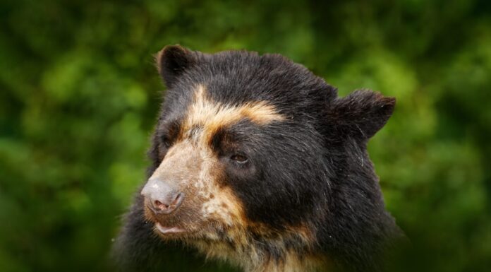 Fauna selvatica della Malesia.  Ritratto dell'orso del sole malese, Helarctos malayanus dalla Malesia.  La natura in Asia.