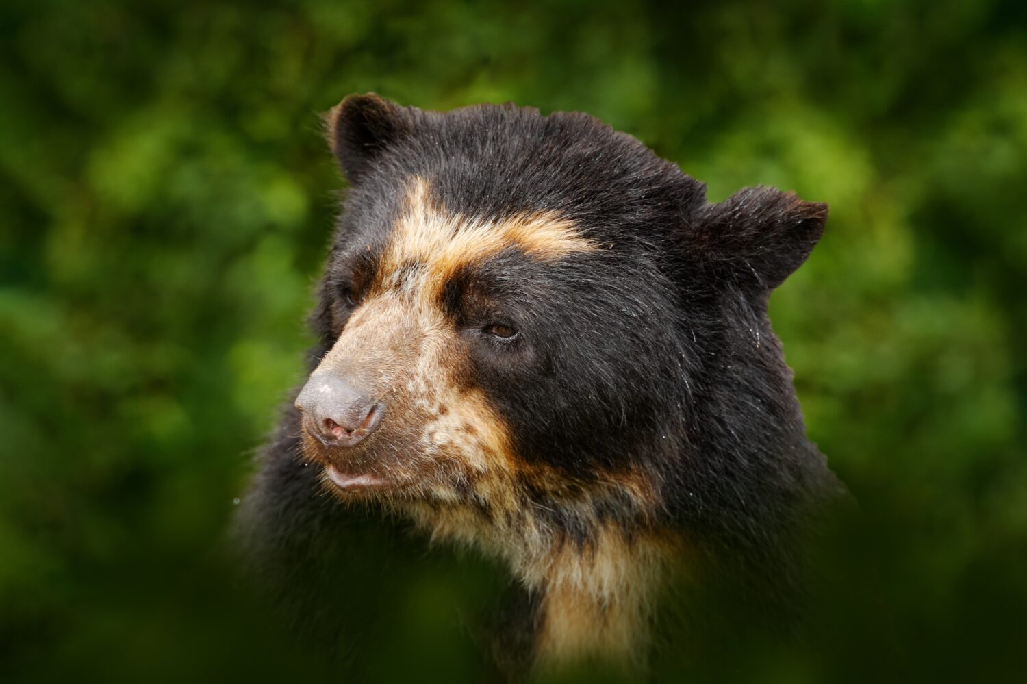 Fauna selvatica della Malesia.  Ritratto dell'orso del sole malese, Helarctos malayanus dalla Malesia.  La natura in Asia.