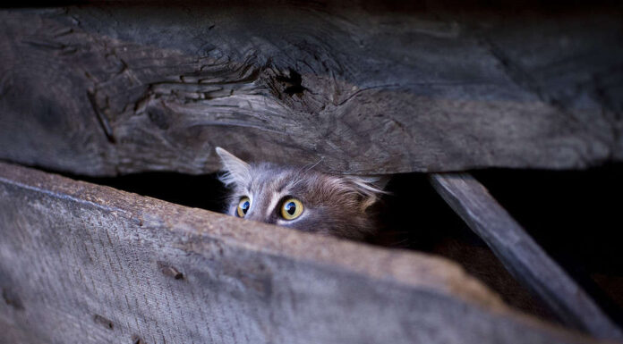 Giovane gatto con lo sguardo spaventato nascosto dietro un recinto