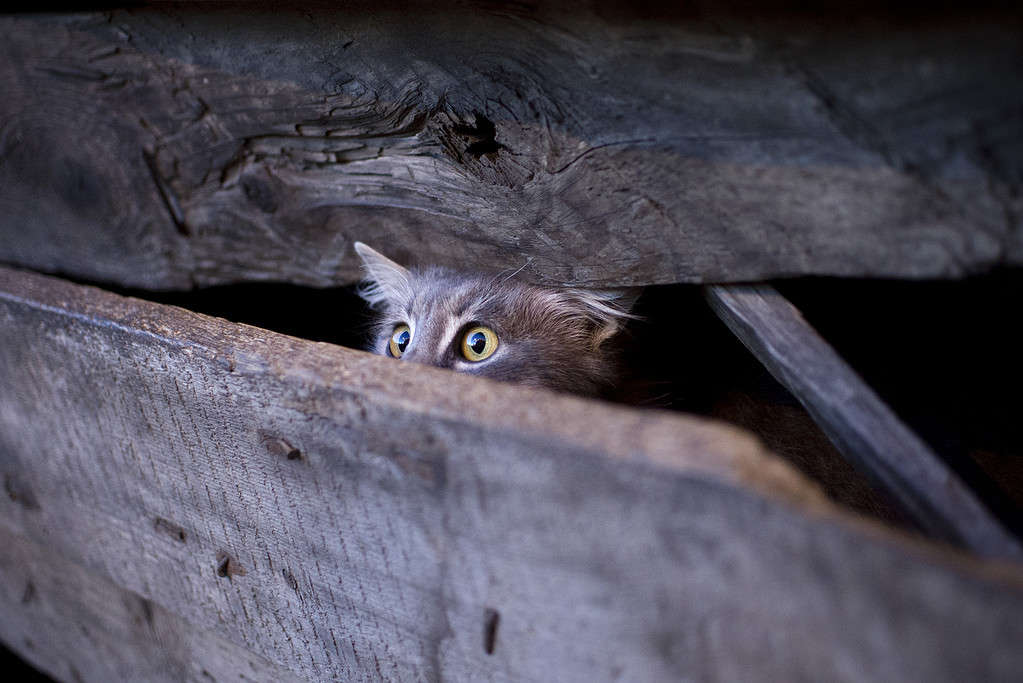 Giovane gatto con lo sguardo spaventato nascosto dietro un recinto