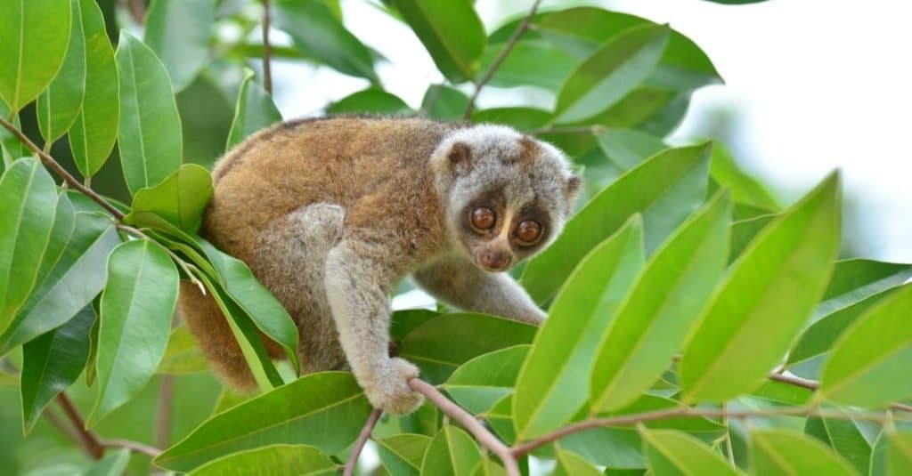 Incredibili animali della foresta pluviale_ Slow Loris