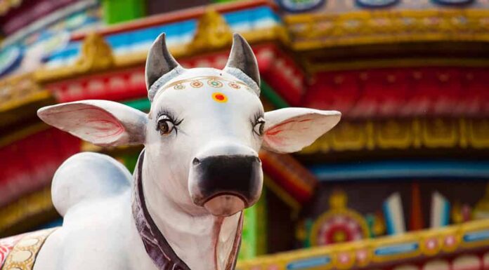 Una statua sacra della mucca indù al tempio di Sri Mariamman a Chinatown, Singapore