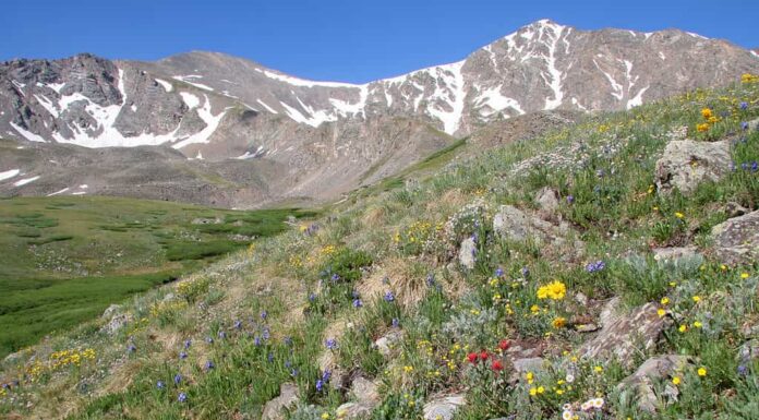Cime del Colorado di quattordicimila piedi, con fiori di campo