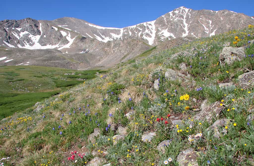 Cime del Colorado di quattordicimila piedi, con fiori di campo