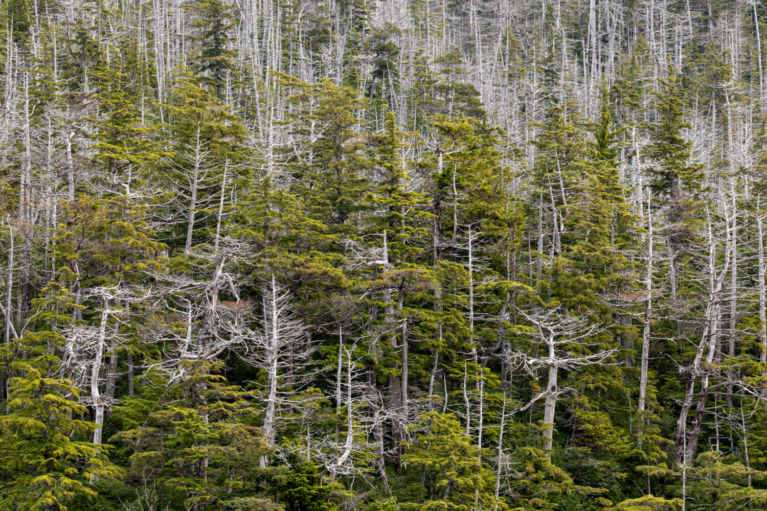 Stati Uniti d'America, Alaska, Foresta Nazionale di Tongass.  Alberi di cedro giallo morente.
