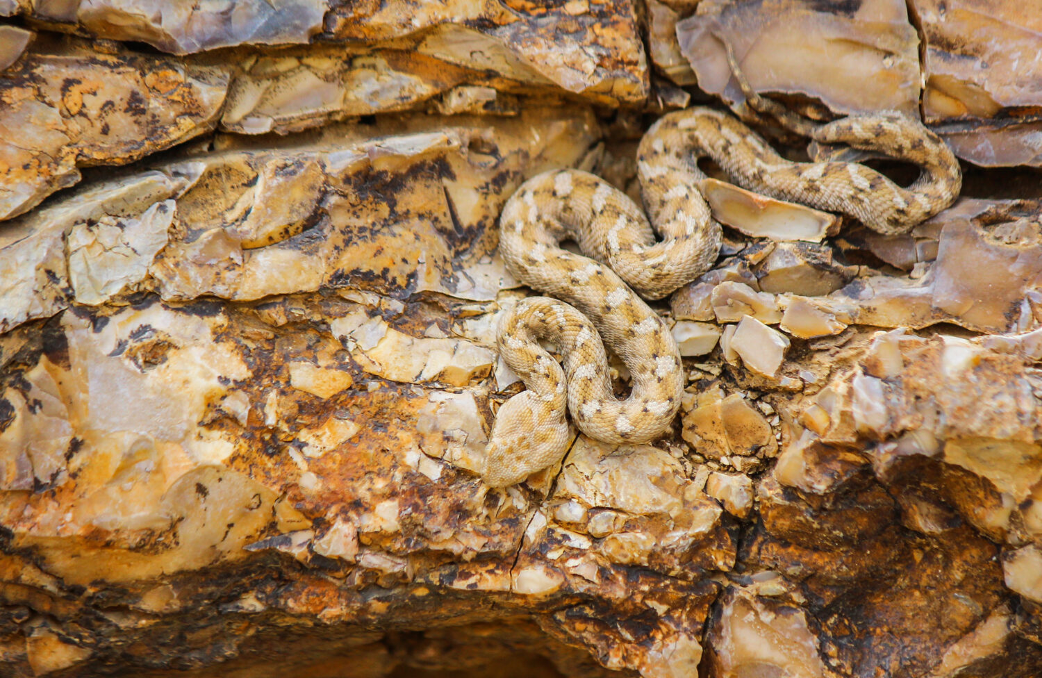Serpente (Echis coloratus) che si contorce sulle rocce, mimetizzandosi con il colore delle rocce, (vipera dipinta a scaglie di sega)‏ Serpente mimetizzato
