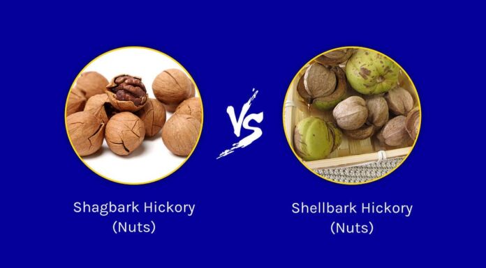Shagbark Hickory vs. Shellbark Hickory Tree: 10 differenze tra questi giganteschi giganti
