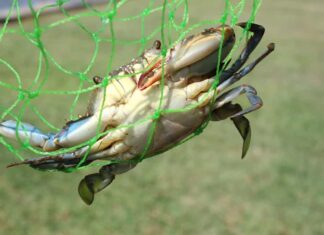 Il granchio blu e il granchio di pietra sono le due specie di granchio più comuni catturate nel Golfo del Messico.