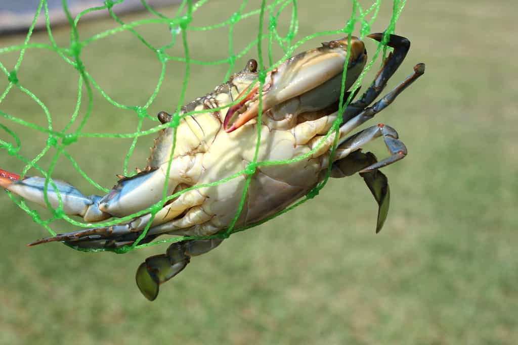 Il granchio blu e il granchio di pietra sono le due specie di granchio più comuni catturate nel Golfo del Messico.