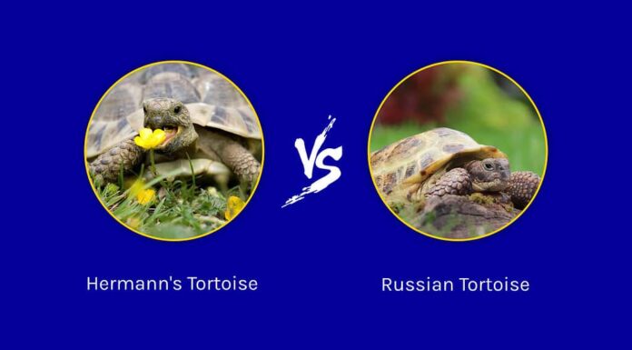 Tartaruga di Hermann contro tartaruga russa: 7 differenze chiave da sapere
