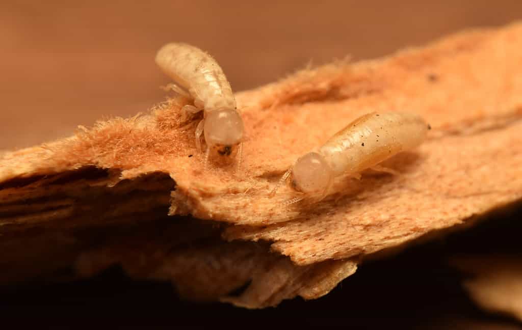 Primo piano sulle termiti macro del legno secco.  Si nutrono di qualsiasi pezzo di legno trovato in casa.