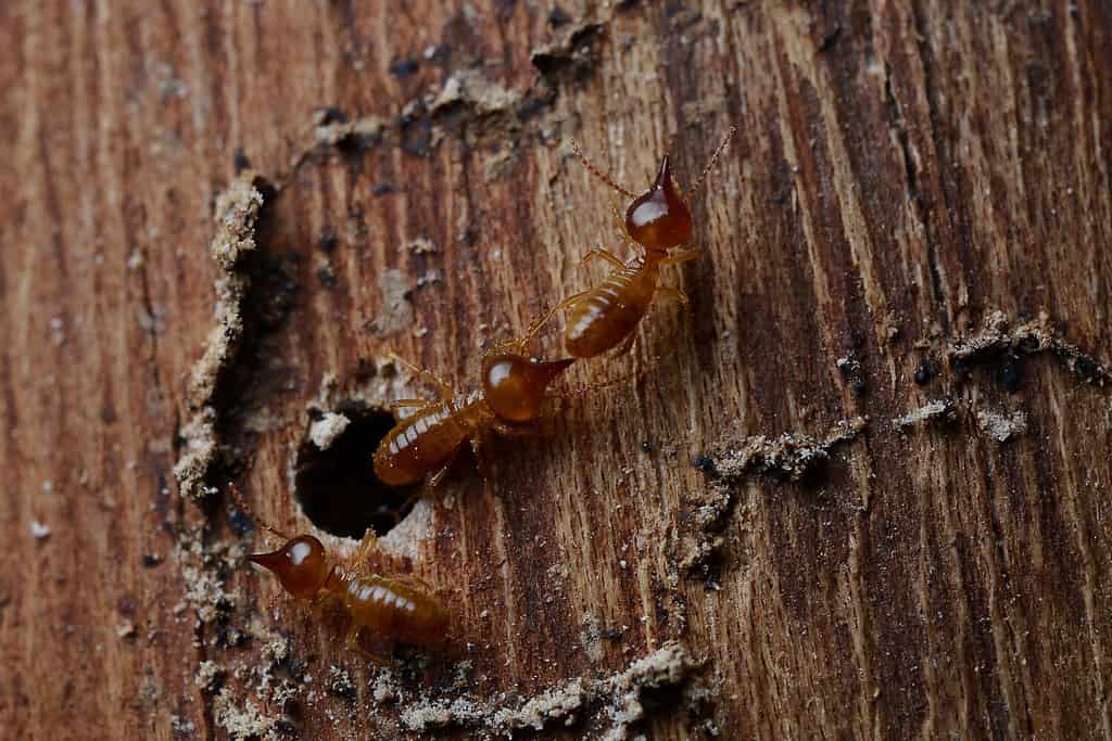 Le termiti sono parassiti che distruggono i materiali in legno rosicchiandoli e facendo crollare l’intera casa.