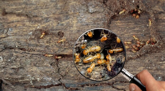 I lavoratori delle termiti, le piccole termiti, le termiti da lavoro camminano nel nido.  Le termiti ingrandiscono, ingrandiscono con la lente d'ingrandimento.                                           