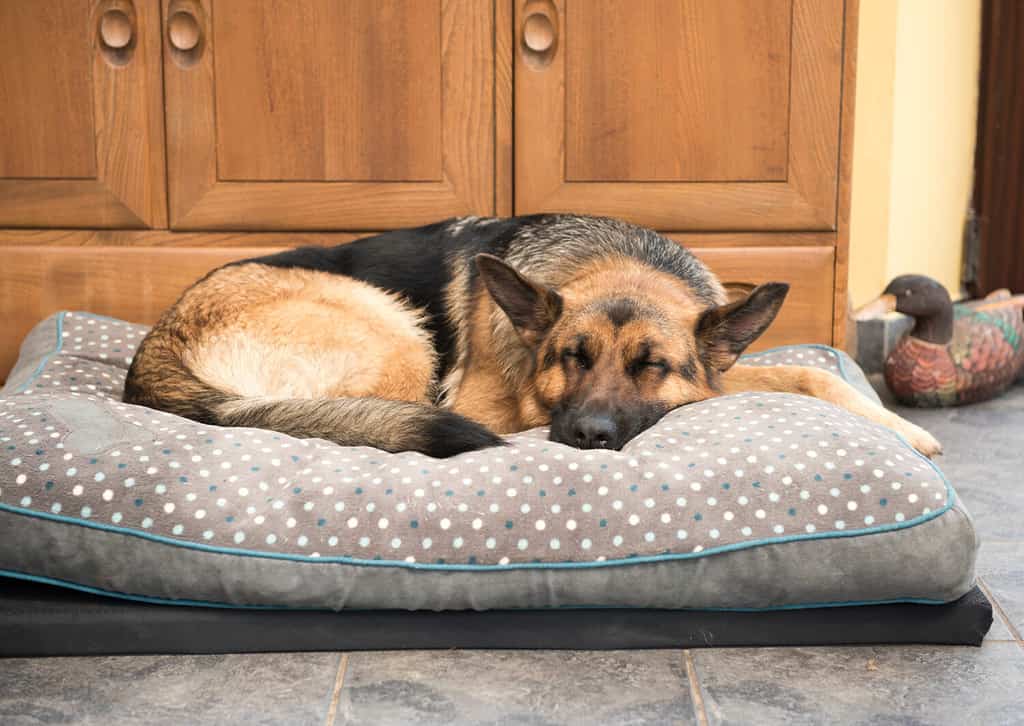 Bellissimo cane pastore tedesco che dorme in un letto comodo