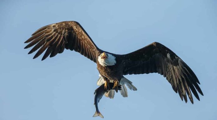 Aquila calva in volo con un salmone rosso tra gli artigli