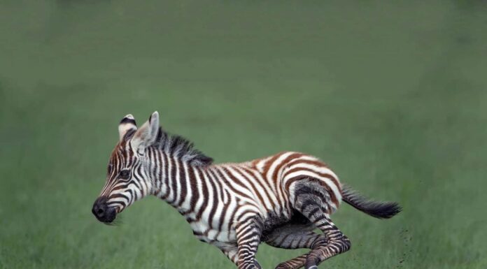 Una splendida giovane zebra piegò le gambe in un salto, correndo attraverso un campo verde