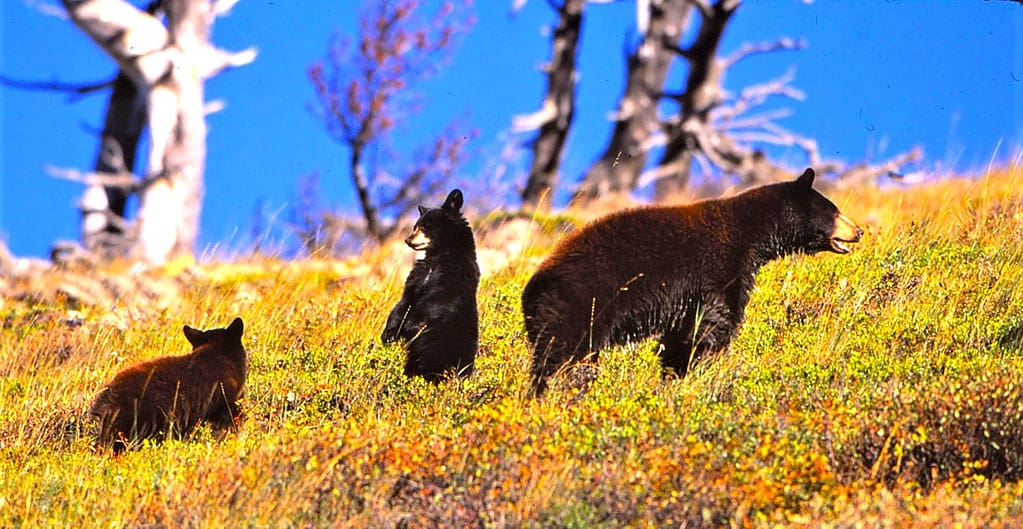 10 posti in cui incontrare gli orsi nella Carolina del Nord questo autunno
