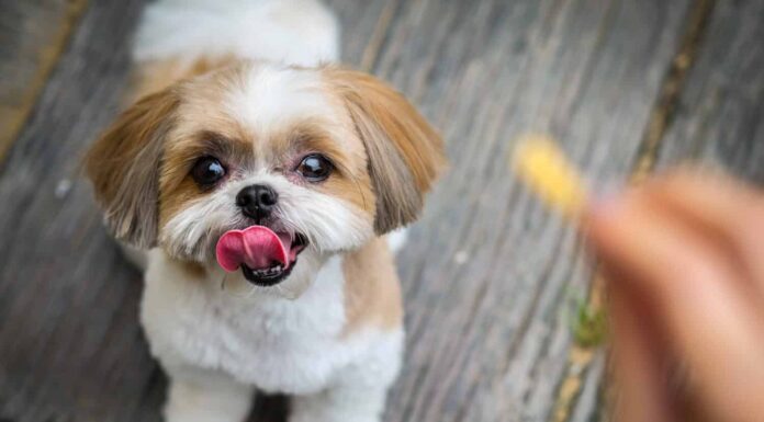 il cane shih tzu sta cercando uno spuntino