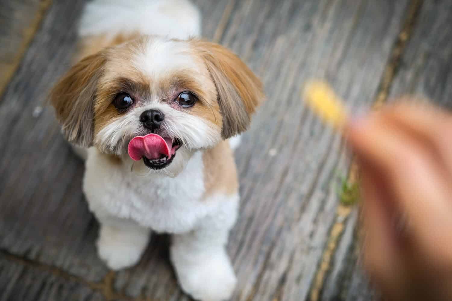 il cane shih tzu sta cercando uno spuntino