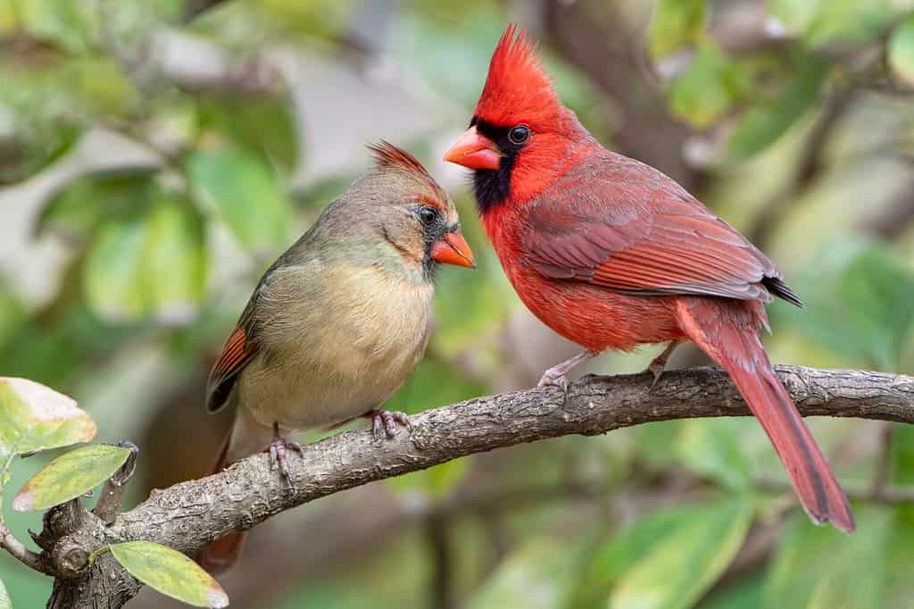 I cardinali nordici vibranti si sono appollaiati sul ramo nell'inverno della Luisiana