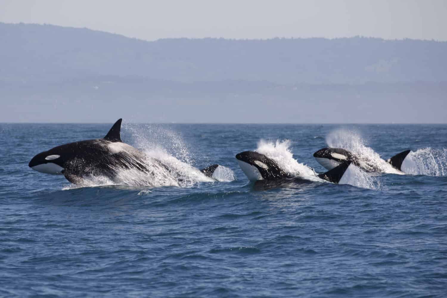 Balena assassina - (Orcinus Orca)