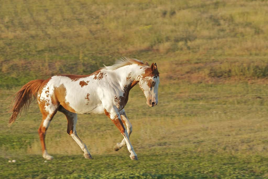 Dipingi il cavallo in corsa