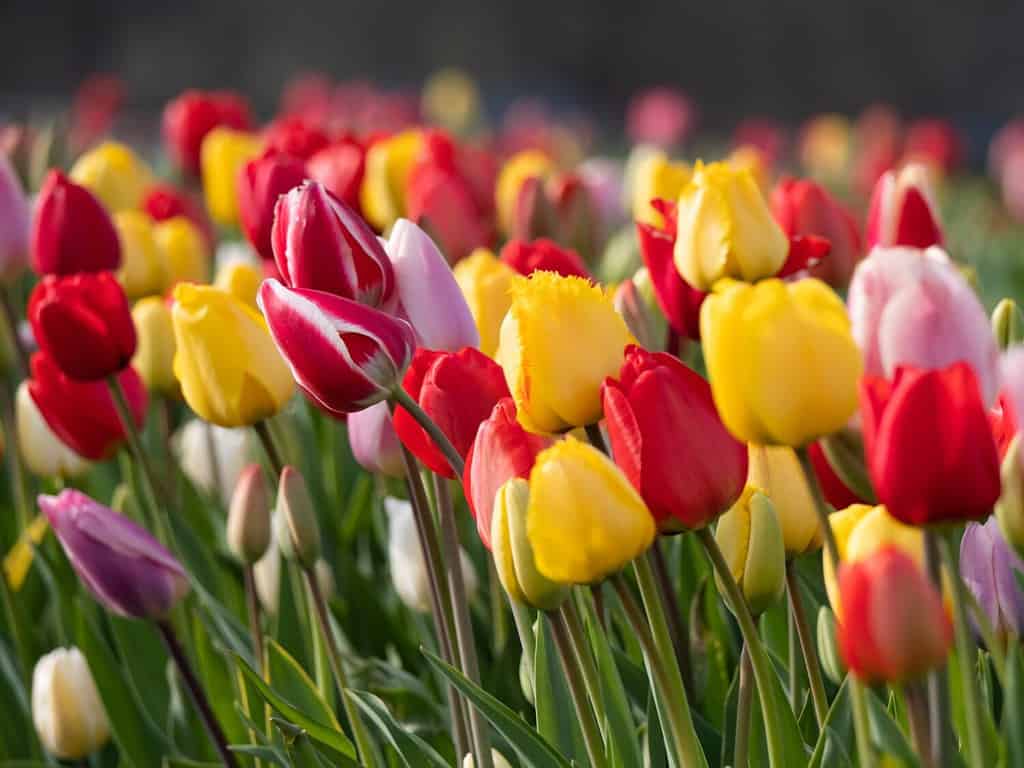 campo di tulipani colorati con messa a fuoco selettiva