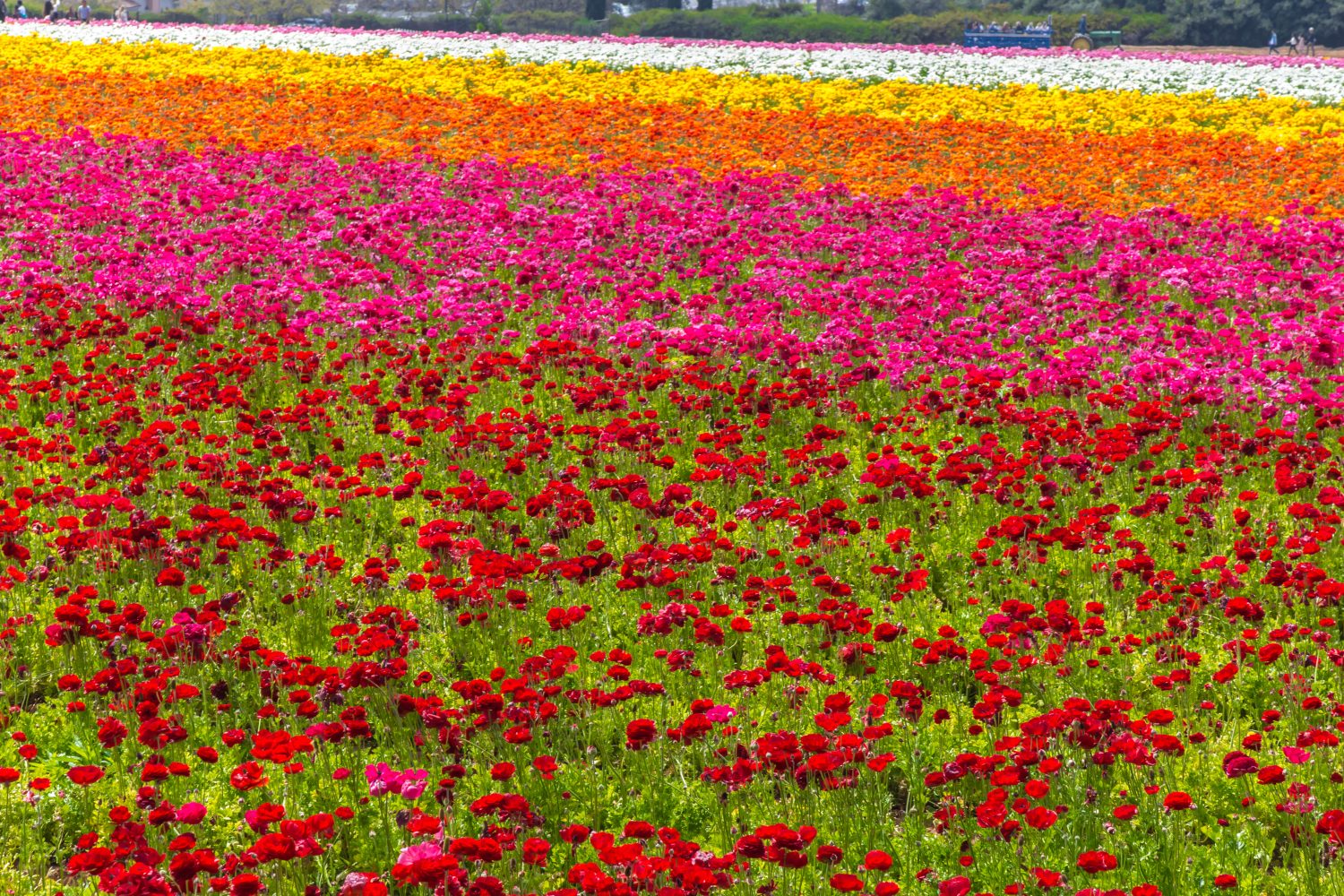 I campi di fiori al Carlsbad Ranch