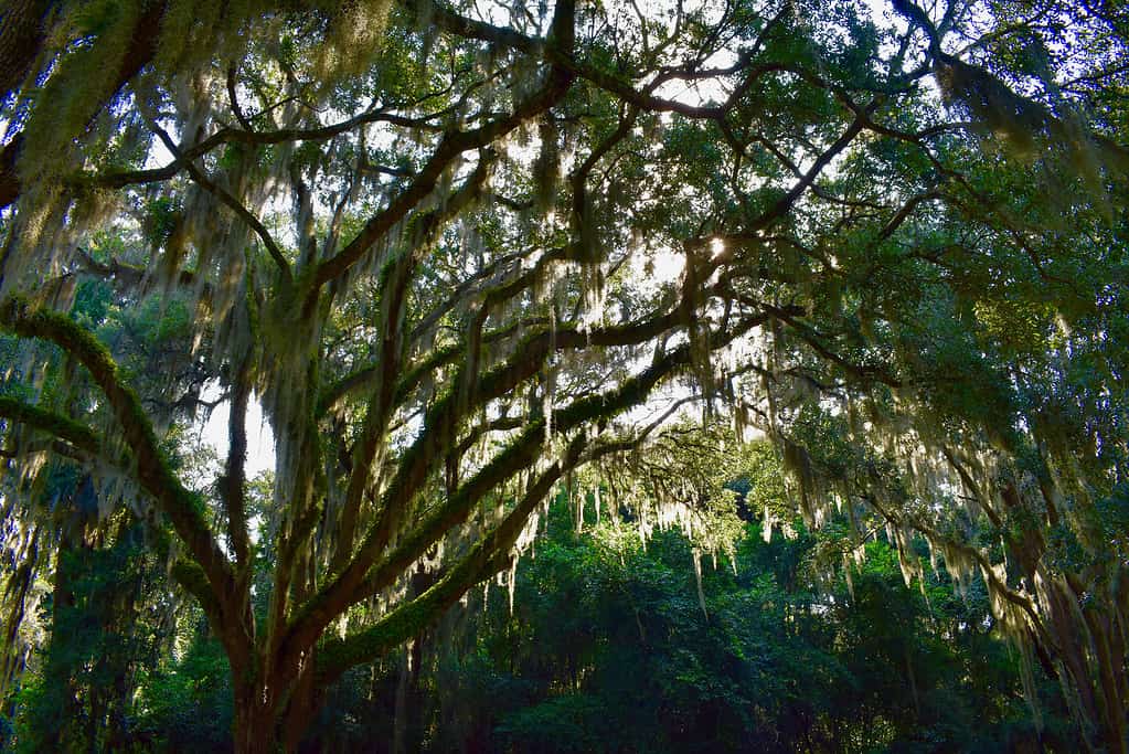 Muschio spagnolo, riserva ecologica e storica di Timucuan, Florida, Stati Uniti