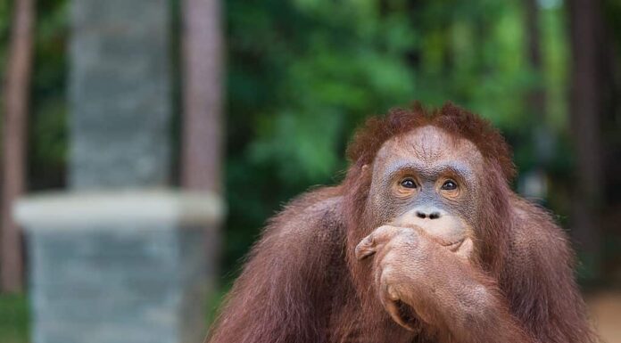 Orango immerso nei suoi pensieri