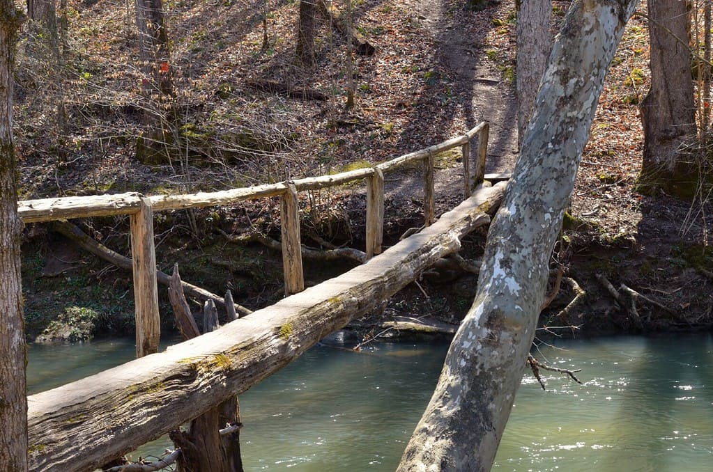 Ponte pedonale in legno ricavato da un tronco che collega il sentiero escursionistico.  Percorso che si estende attraverso il bosco di latifoglie.