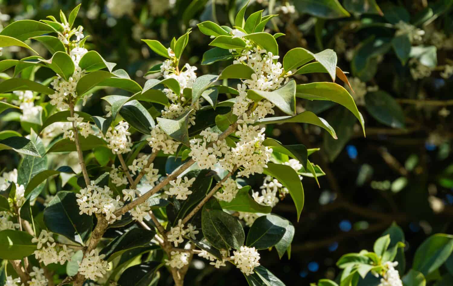 Osmanthus fragrans (oliva dolce o profumata) fiorisce in autunno nel paesaggio pubblico del parco cittadino Krasnodar o parco Galitsky.  Primo piano di piccoli e delicati fiori bianchi.  Messa a fuoco selettiva