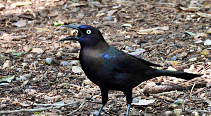 Grackle comune (Quiscalus quiscula)