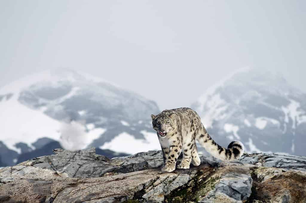 Leopardo delle nevi tra le montagne innevate