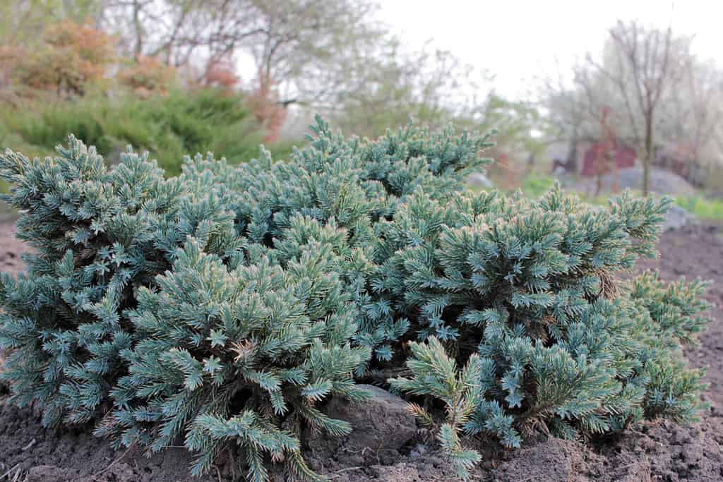 Pianta di ginepro Blue Star conosciuta anche come ginepro dell'Himalaya.  Arbusto sempreverde agugliato con fogliame blu-argenteo, fitto, da giardino.