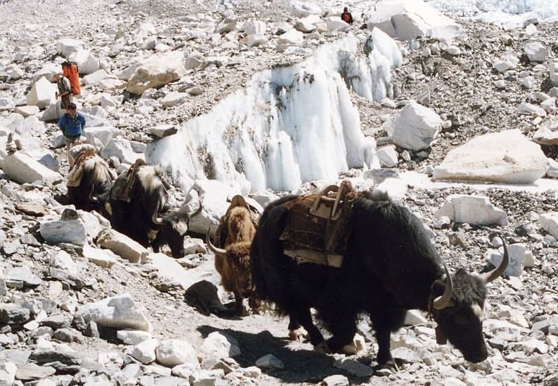 Yak sulla strada per l'Everest-BC