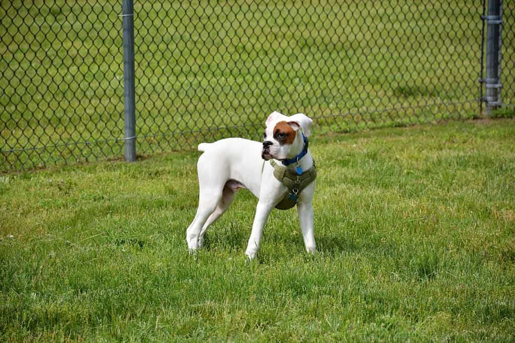 cucciolo di cane boxer bianco di sei mesi