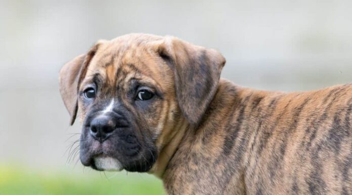 Un cucciolo di bulldog boxer (bull-boxer).