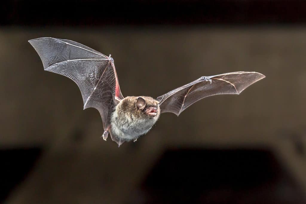 Pipistrello Daubentons (Myotis daubentonii) che vola sulla soffitta della casa