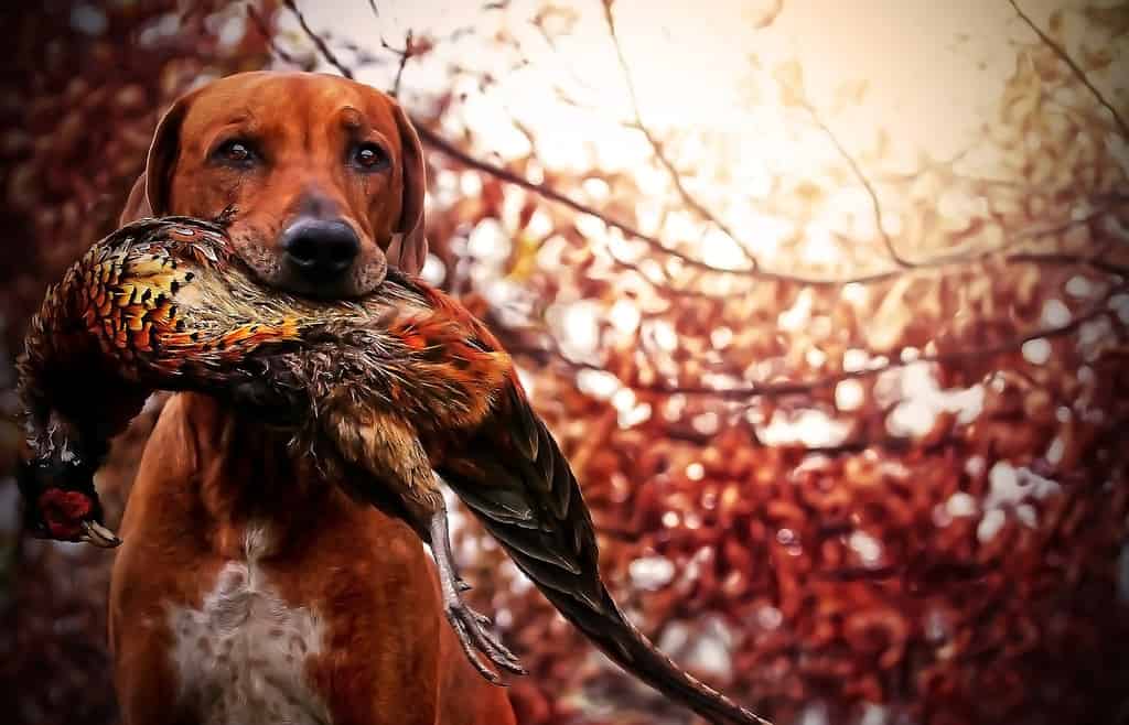 Cane da caccia Ridgeback che recupera un fagiano