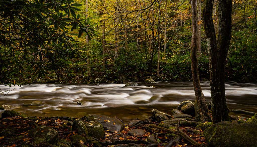 Polo ovest del fiume Little Pigeon che scorre attraverso la foresta in autunno negli Smokies