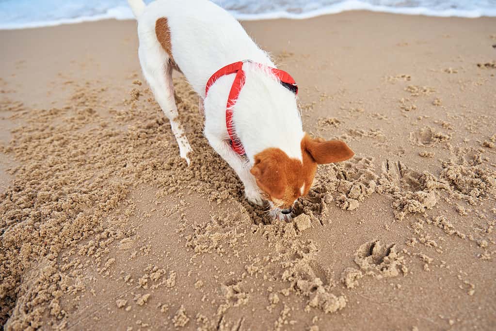 Cane che cammina sulla spiaggia del mare