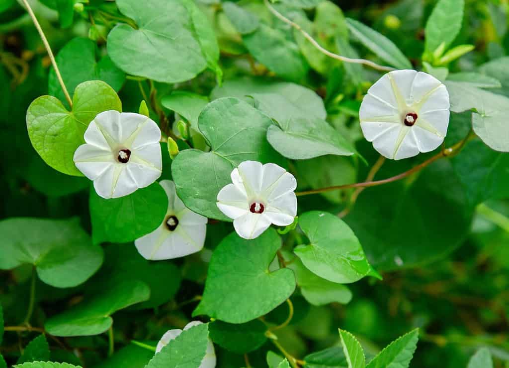 L'Ipomoea alba, comunemente chiamata fiore di luna, è originaria dell'America tropicale.  È un tenero vitigno perenne che viene coltivato a St. Louis come annuale dal clima caldo.