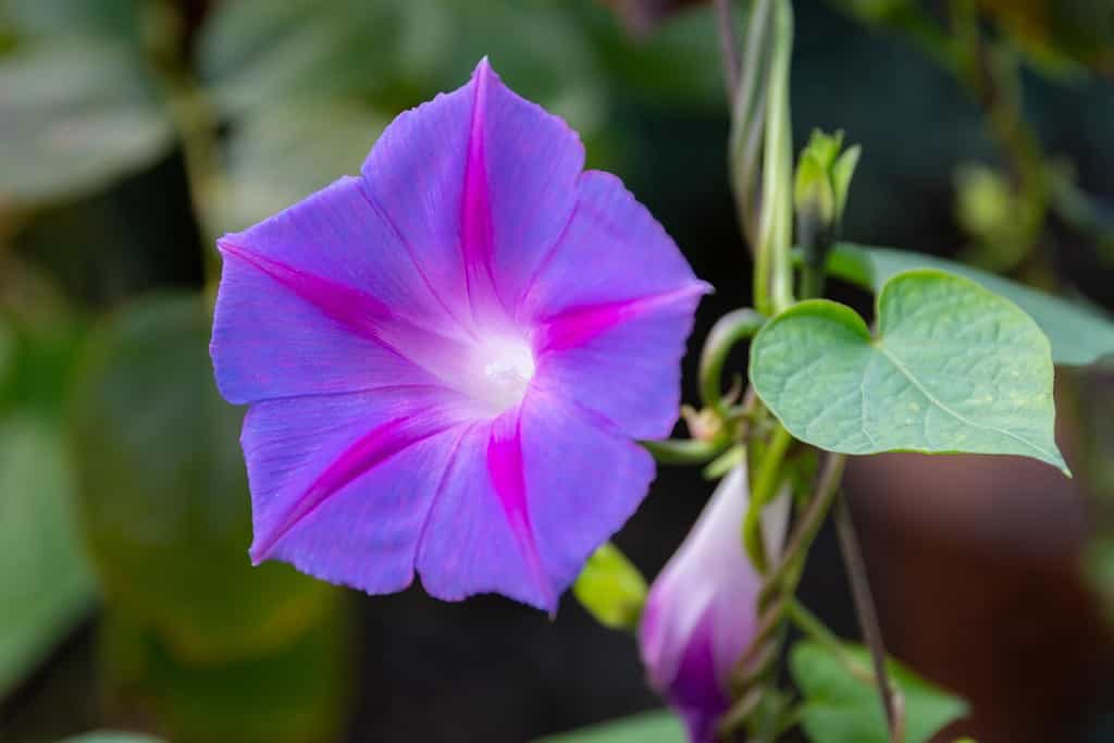 Fiore di Ipomoea purpurea (gloria mattutina viola).