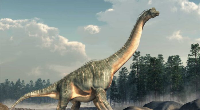 Rappresentazione 3D di un Brachiosauro