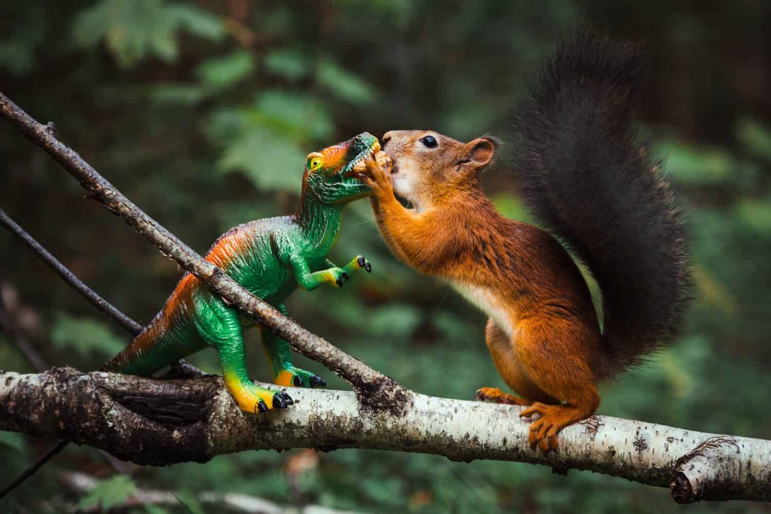 Uno scoiattolo rosso prende il cibo da un dinosauro giocattolo nella foresta.