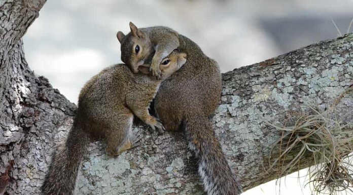 Coppia di scoiattoli durante la stagione degli amori